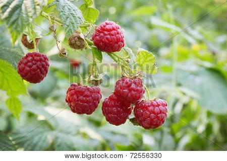 Bright Juicy Raspberries In The Summer Forest