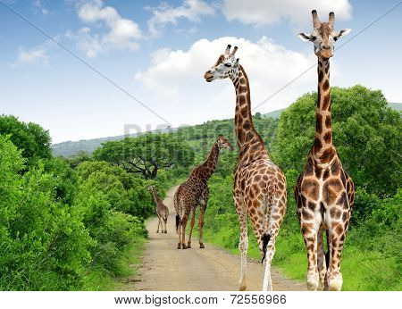 Giraffes