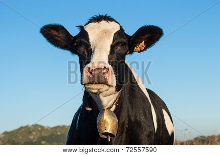 cow