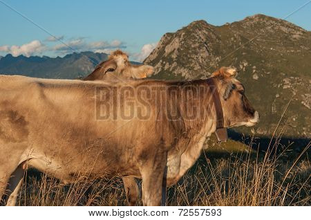 cow