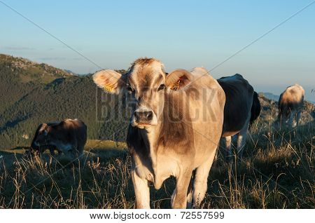 cow