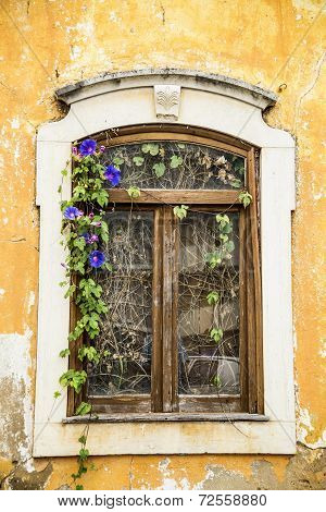 Peeling Paint