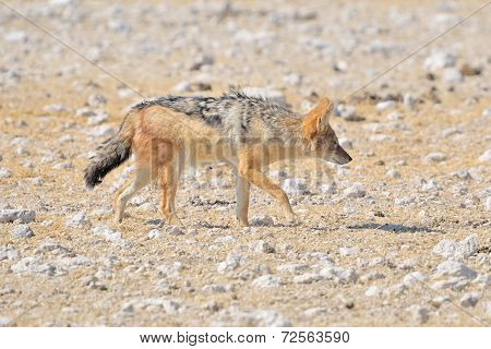 Black-backed, Silver-backed Or Red Jackal