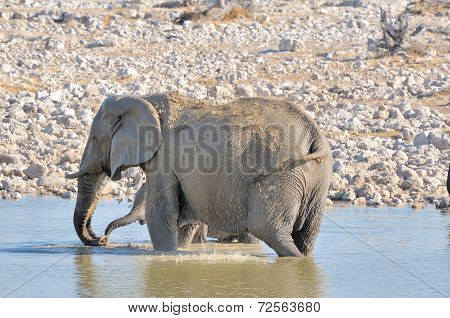 Elephant In Okaukeujo Waterhole