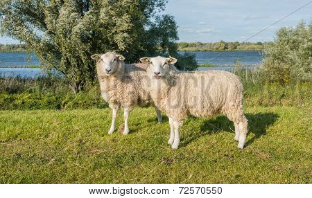 Two Earmarked Sheep On A Sunny Day At The End Of The Summer Season