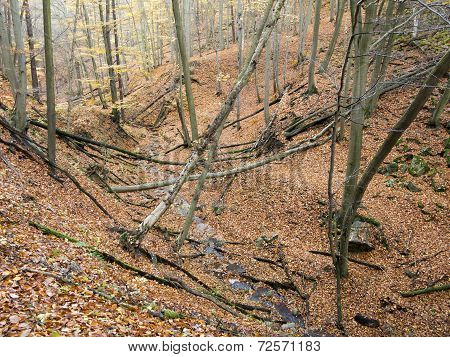 Deciduous Forest With Ravines