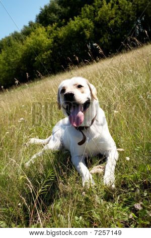 Labrador