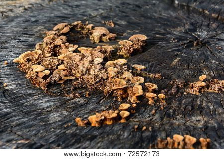 Mushrooms On A Stump