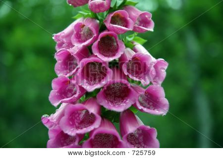 foxglove detaljer