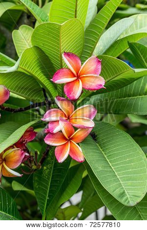 Pink Frangipani