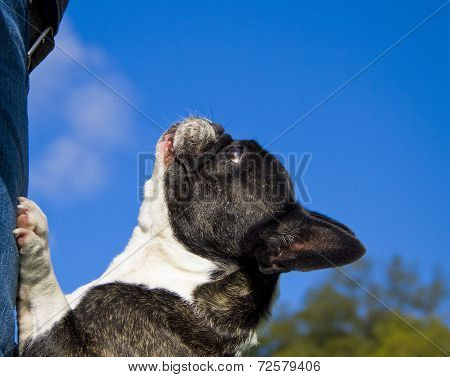 French bulldog looking up with blue sky