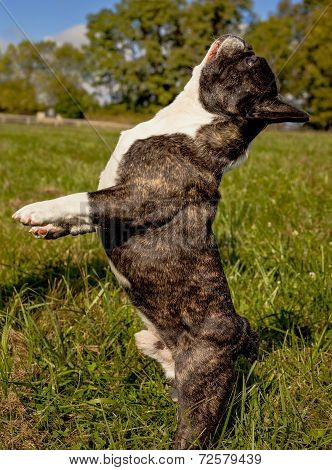 French bulldog standing on hind legs, vertical