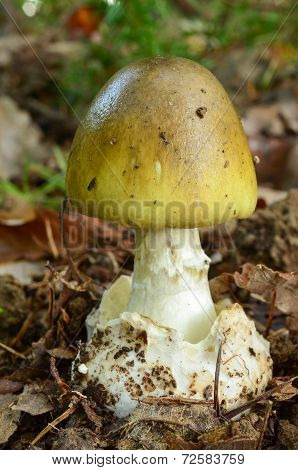 Amanita Phalloides
