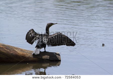 Cormorant drying its wings