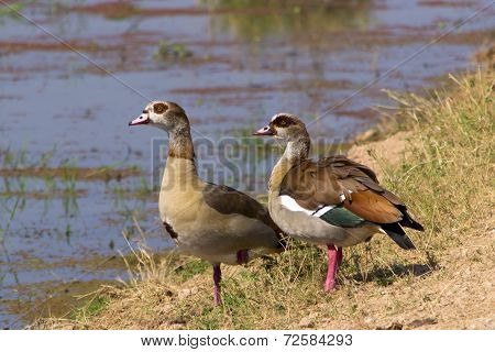 Pair of Egyptian geese