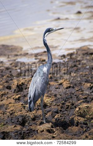 Heron