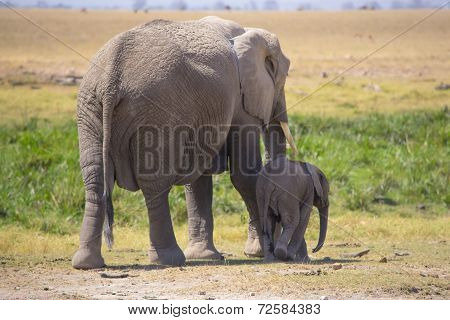 Female elephant with young