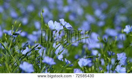 Background of blooming blue flax in a farm field