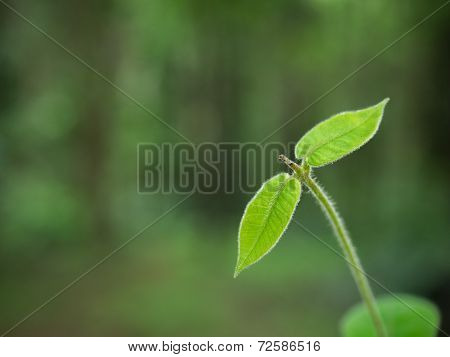 Young Sprout On Green Background