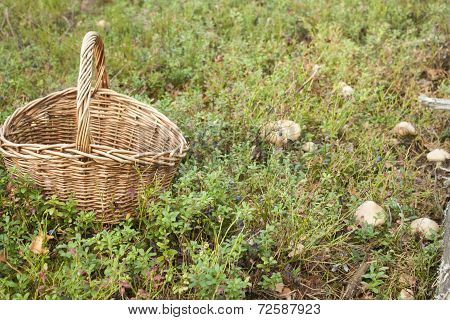 Wicker Basket In Forrest