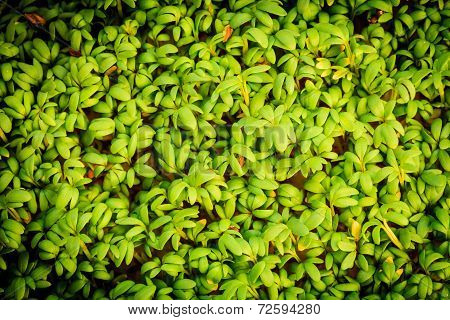 Close Up Of Garden Cress As Background