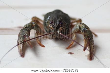 River Crayfish