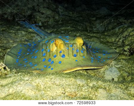 Stingray