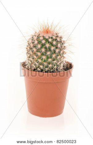 Cactus on white background