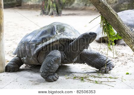 Galapagos tortoise big shot close-up