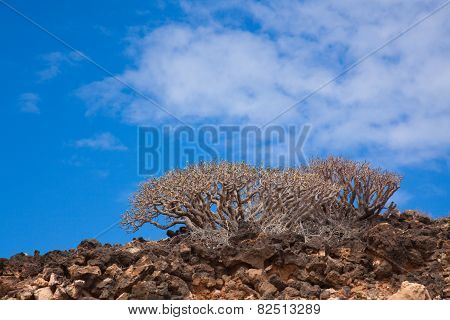 Natural Background With  Euphorbia Balsamifera, Tabaiba Dulce, Native To Canary Islands