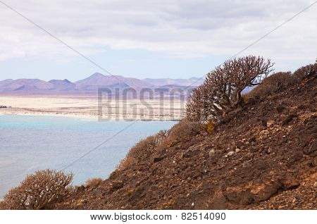 Canary Islands, Euphorbia Balsamifera; (tabaiba Dulce) And Lichen Grown On The Slopes Of Volcano Of