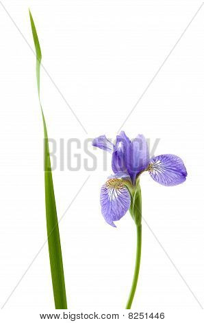 Iris