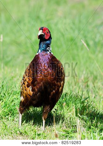 Common Pheasant