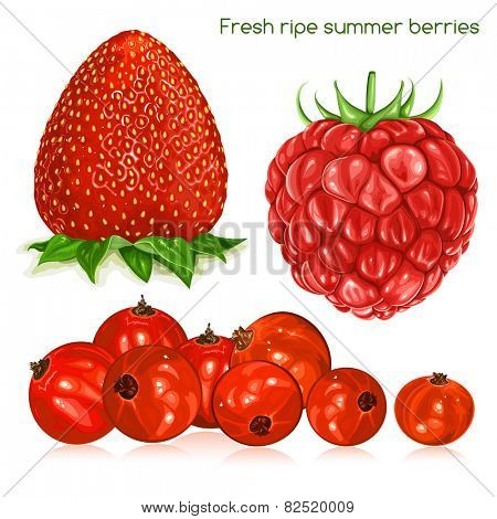 Fresh ripe summer berries. Vector illustration 