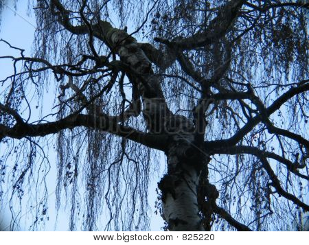 der Baum