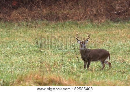 Large White-tailed Deer Buck