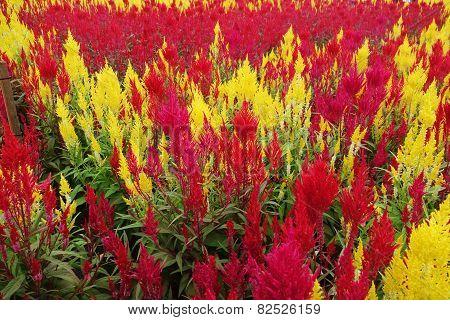 Colorful Plumed Cockscomb Flower