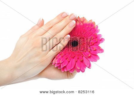 มือสวยกับโกฝรั่งเศสบนเล็บบำบัดถือดอกไม้สีชมพู แยกต่างหากบนพื้นสีขาว
