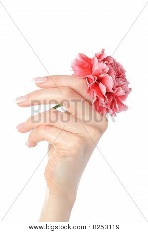 Bella mano con perfetta French Manicure su unghie trattate tenendo garofano fiore. Isolato su W