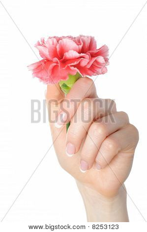Bella mano con perfetta French Manicure su unghie trattate tenendo garofano fiore. Isolato su W