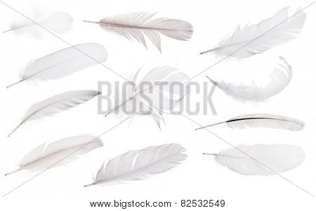 set of light grey feathers isolated on white background