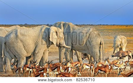 Elephants and Springbok at a waterhole