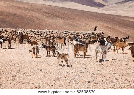 Goats Of Fuerteventura