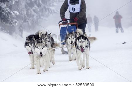 Dog-sledding with huskies