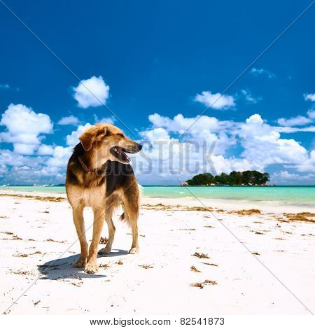 Dog at beach. Seychelles, Praslin, Cote d'Or