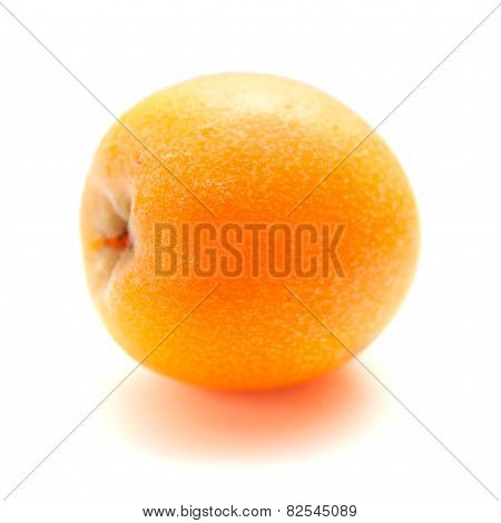 Loquat Isolated