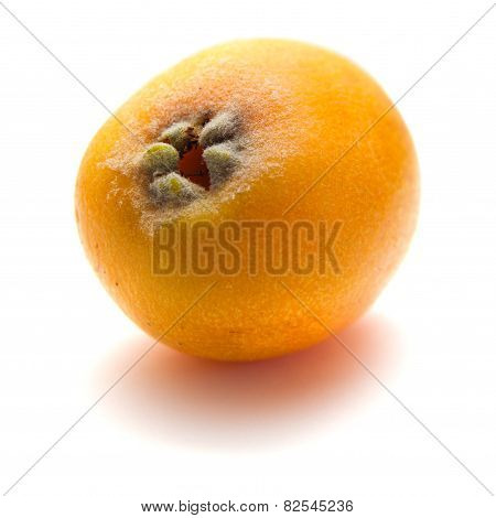 Loquat Isolated