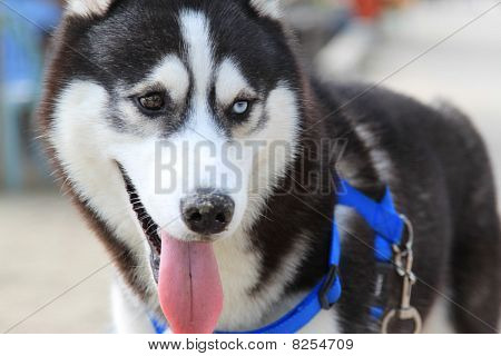 Haski