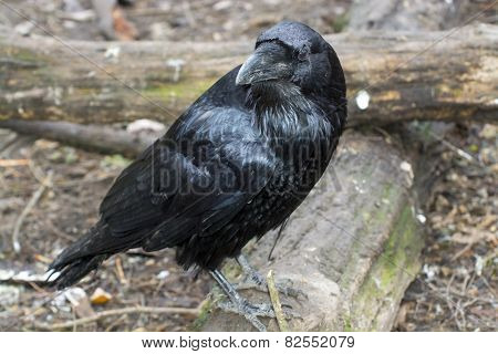 Raven (corvus Corax)