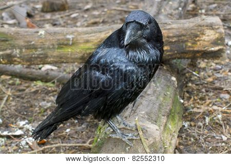 Raven (corvus Corax)